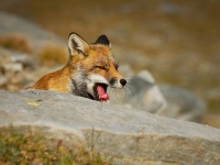 Liska obecna - Vulpes vulpes - Red Fox 2160